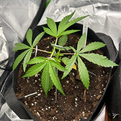 Special Kush #1 1th growlog timeline photo