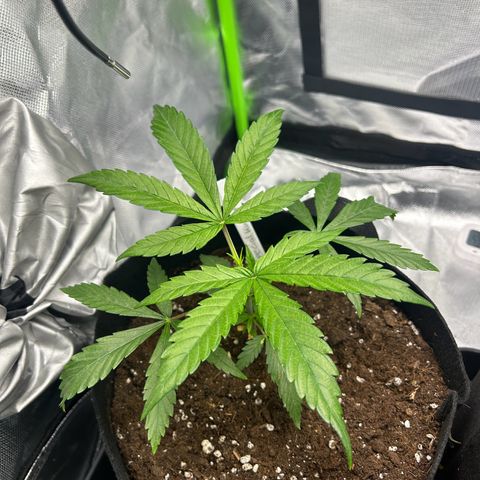 Special Kush #1 1th growlog timeline photo