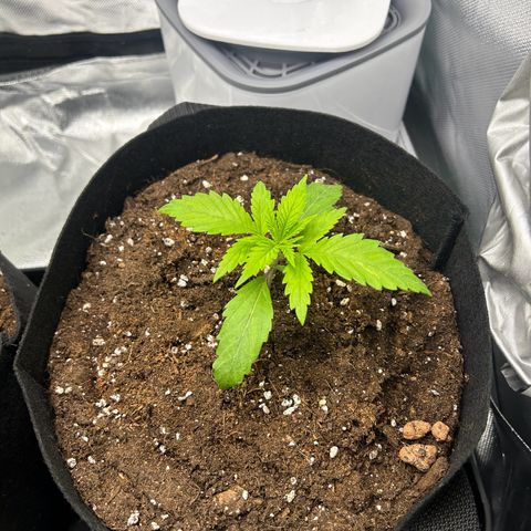 Special Kush #1 2th growlog timeline photo