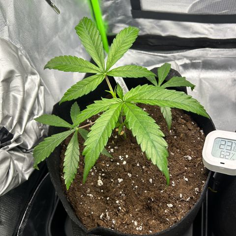 Special Kush #1 1th growlog timeline photo