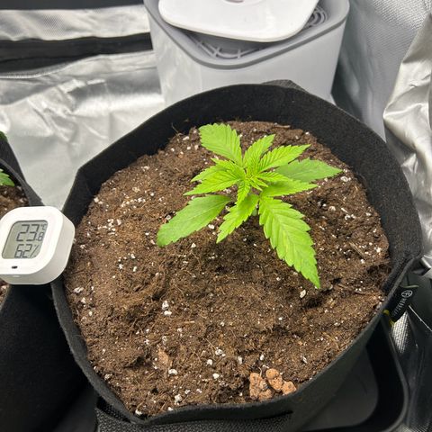 Special Kush #1 2th growlog timeline photo