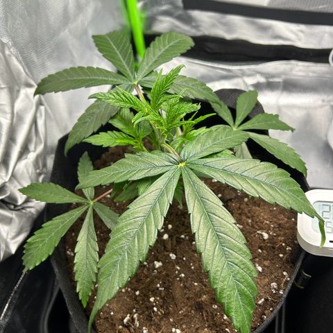 Special Kush #1 1th growlog timeline photo