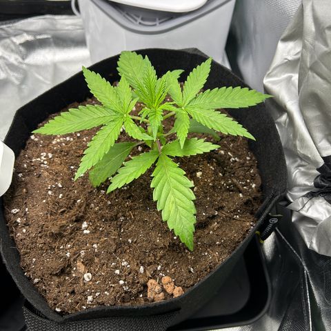 Special Kush #1 2th growlog timeline photo