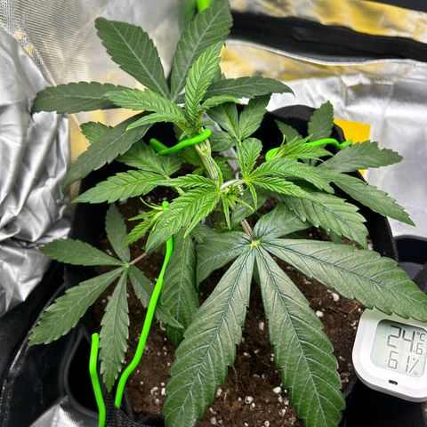 Special Kush #1 1th growlog timeline photo