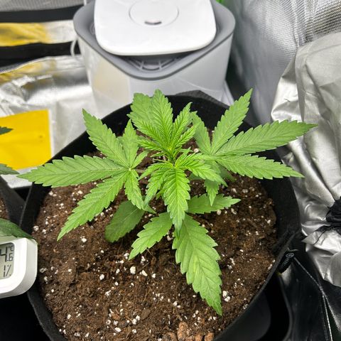 Special Kush #1 2th growlog timeline photo