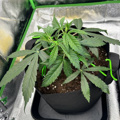 Special Kush #1 1th growlog timeline photo