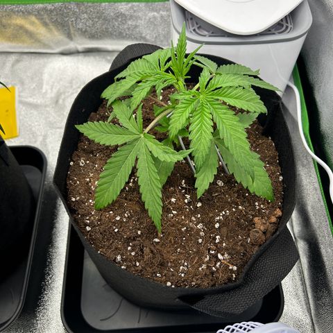 Special Kush #1 2th growlog timeline photo