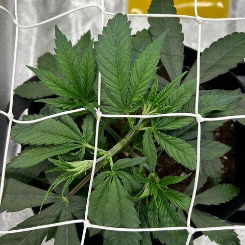 Special Kush #1 1th growlog timeline photo