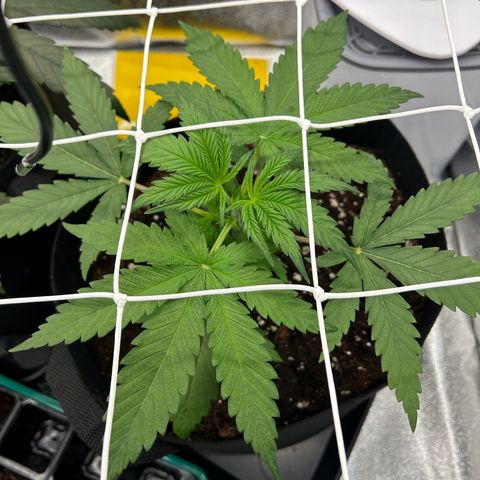 Special Kush #1 2th growlog timeline photo