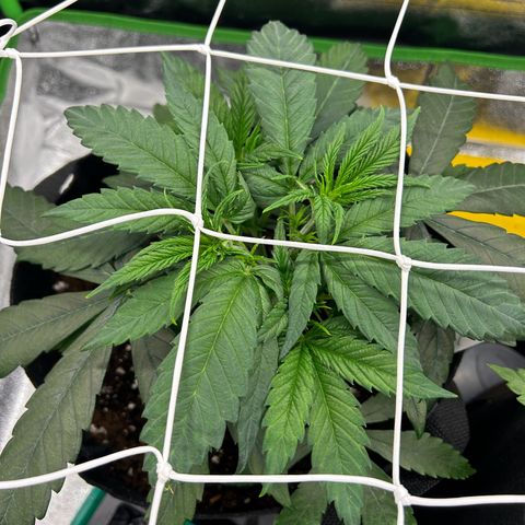 Special Kush #1 1th growlog timeline photo
