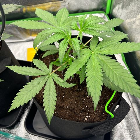 Special Kush #1 2th growlog timeline photo
