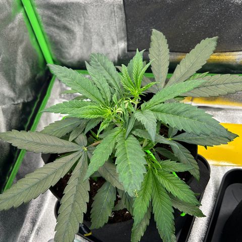 Special Kush #1 1th growlog timeline photo