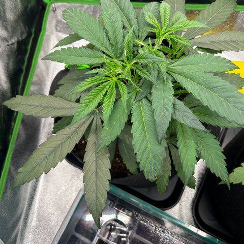 Special Kush #1 1th growlog timeline photo