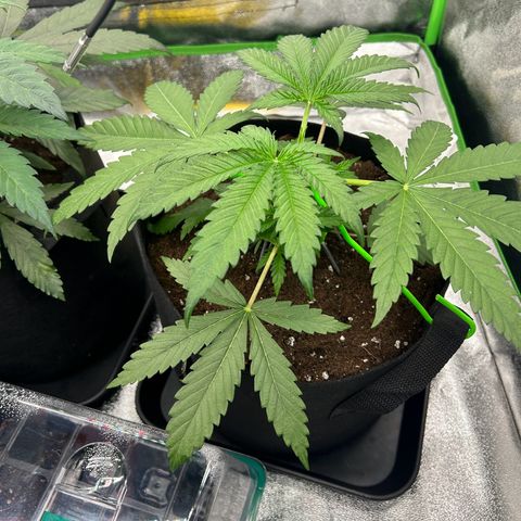 Special Kush #1 2th growlog timeline photo