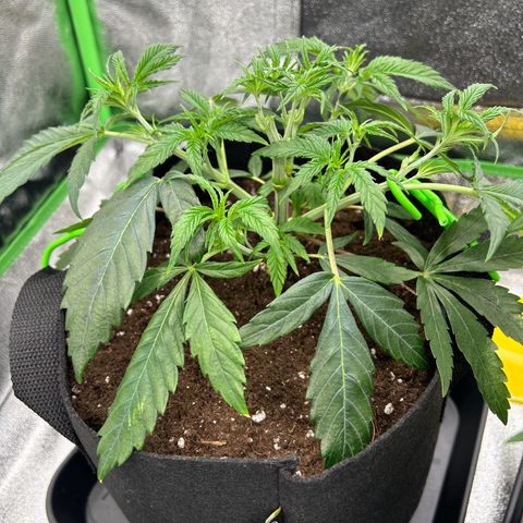 Special Kush #1 1th growlog photo: Pruned 