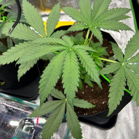 Special Kush #1 2th growlog timeline photo