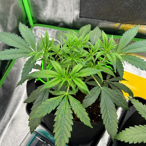 Special Kush #1 1th growlog timeline photo