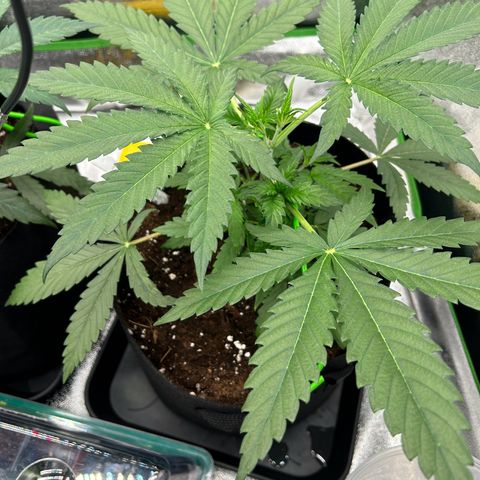 Special Kush #1 2th growlog timeline photo