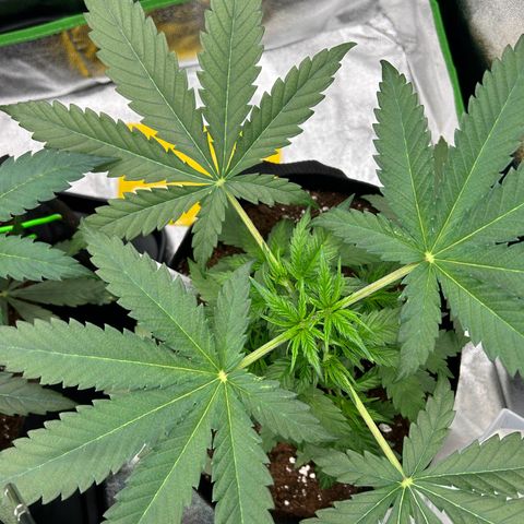 Special Kush #1 2th growlog timeline photo