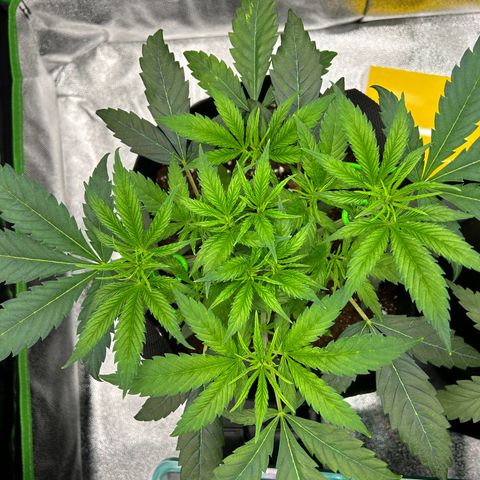 Special Kush #1 1th growlog timeline photo