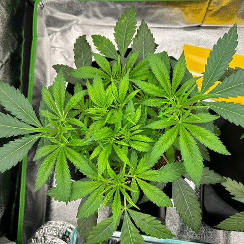 Special Kush #1 1th growlog timeline photo