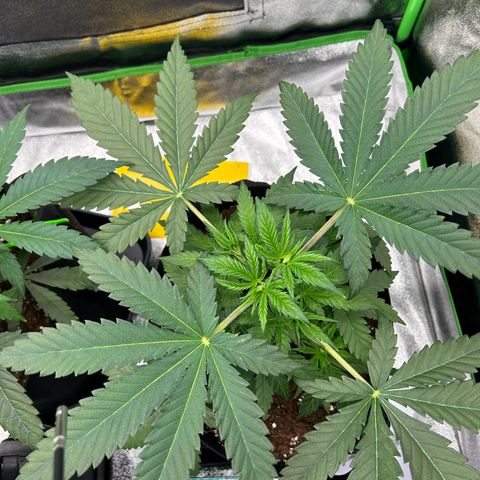 Special Kush #1 2th growlog timeline photo
