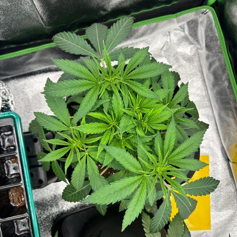 Special Kush #1 1th growlog timeline photo