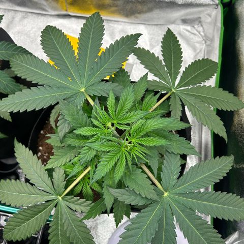 Special Kush #1 2th growlog timeline photo