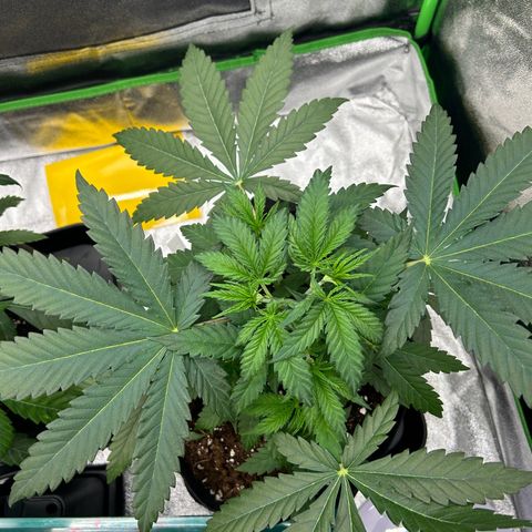Special Kush #1 2th growlog timeline photo