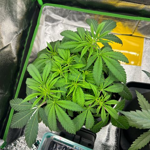 Special Kush #1 1th growlog timeline photo