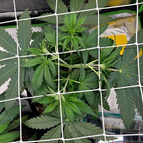 Special Kush #1 2th growlog timeline photo