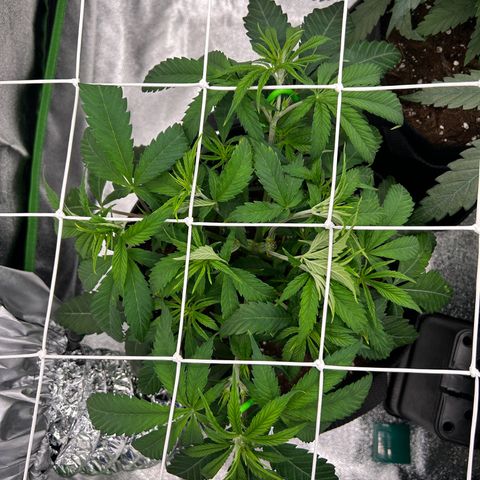 Special Kush #1 1th growlog timeline photo
