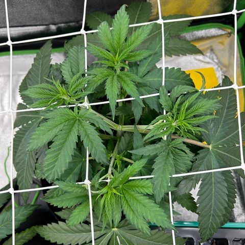 Special Kush #1 2th growlog timeline photo