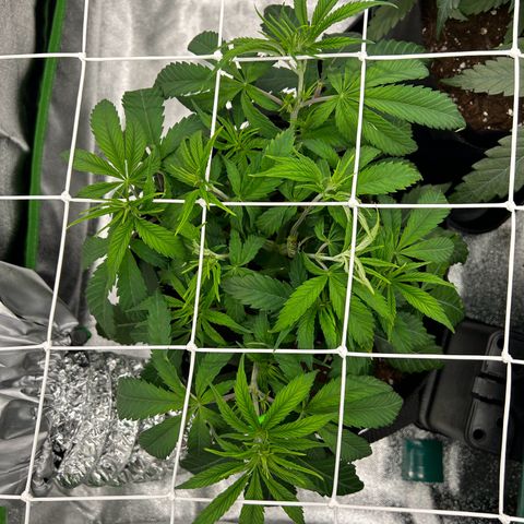 Special Kush #1 1th growlog timeline photo
