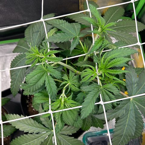 Special Kush #1 2th growlog timeline photo