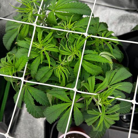 Special Kush #1 1th growlog timeline photo