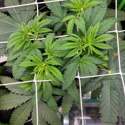 Special Kush #1 2th growlog timeline photo
