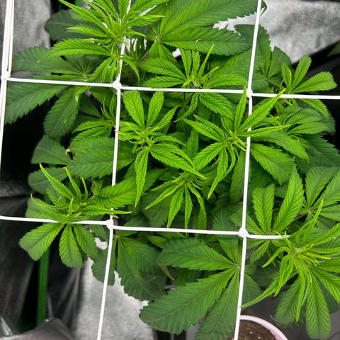 Special Kush #1 1th growlog timeline photo
