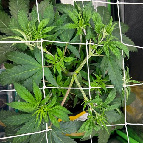 Special Kush #1 2th growlog timeline photo