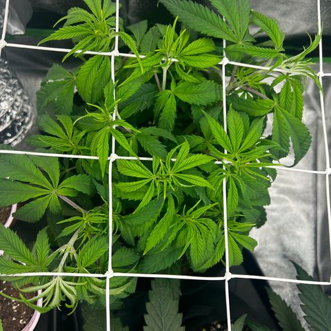 Special Kush #1 1th growlog timeline photo