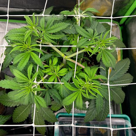 Special Kush #1 2th growlog timeline photo