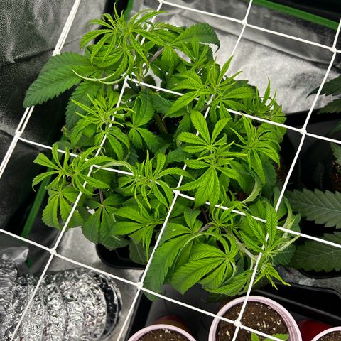 Special Kush #1 1th growlog timeline photo