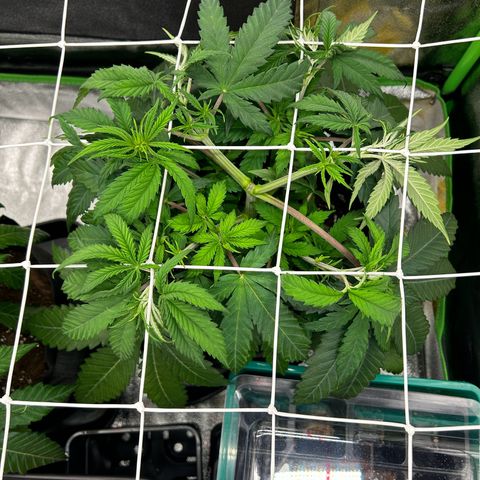 Special Kush #1 2th growlog timeline photo