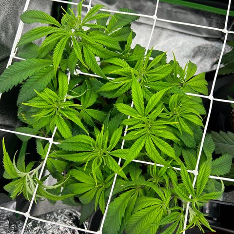 Special Kush #1 1th growlog timeline photo