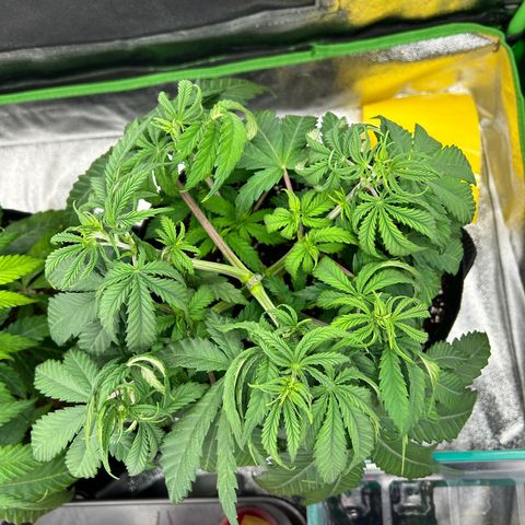 Special Kush #1 2th growlog timeline photo