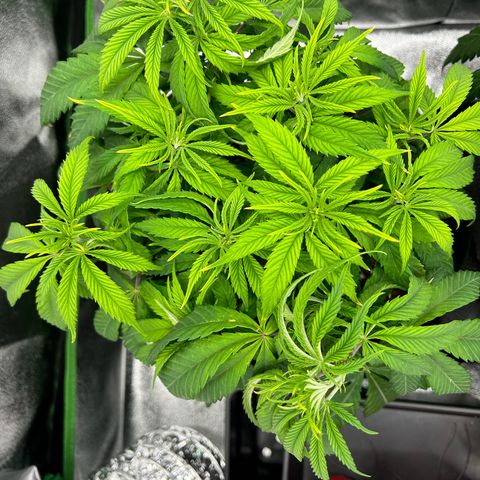 Special Kush #1 1th growlog timeline photo