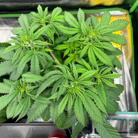 Special Kush #1 2th growlog timeline photo