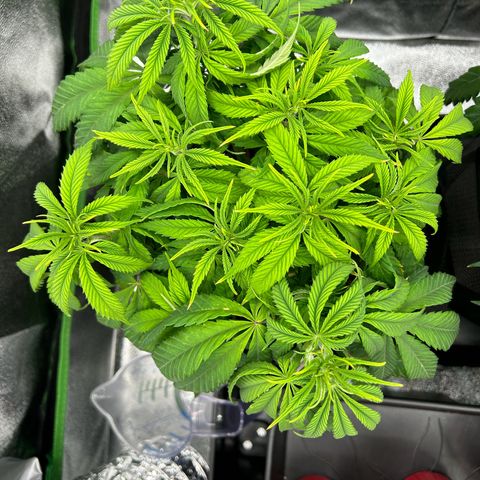 Special Kush #1 1th growlog timeline photo