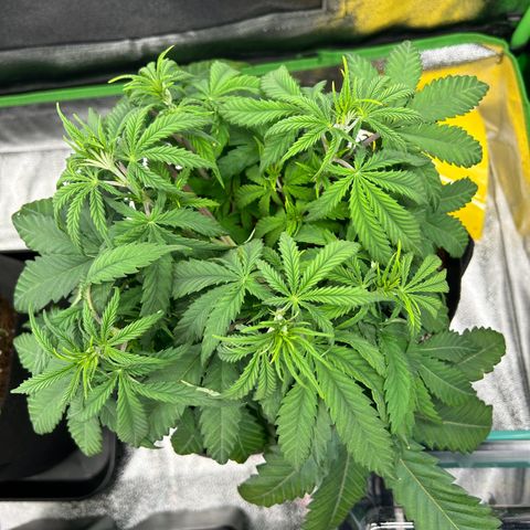 Special Kush #1 2th growlog timeline photo