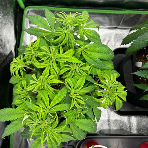 Special Kush #1 1th growlog timeline photo